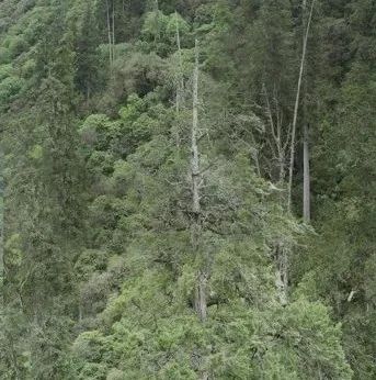 高,实在是高!西藏102.3米“高树”刷新亚洲纪录|西藏|无人机_新浪新闻