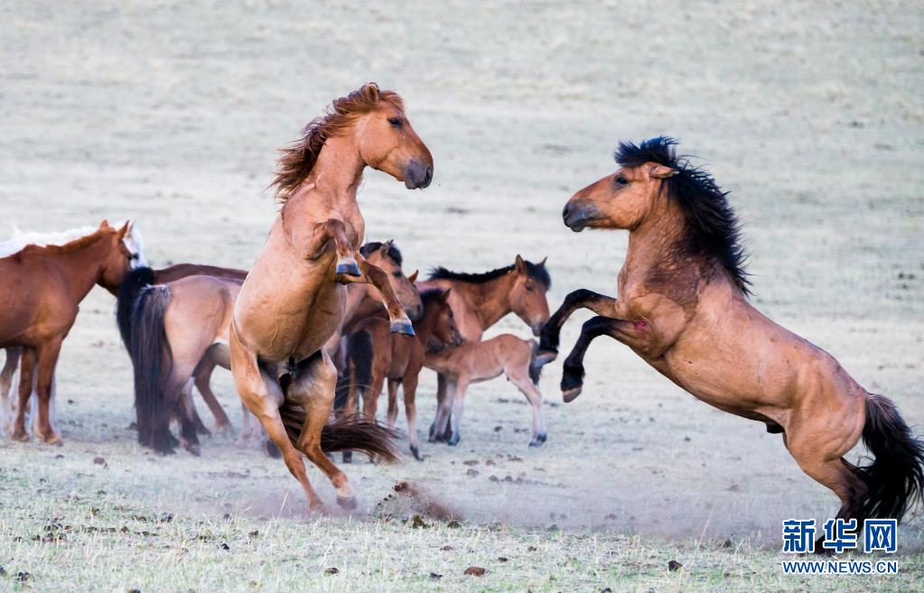 这是内蒙古锡林郭勒草原放养的蒙古马.内蒙古自治区农牧厅供图