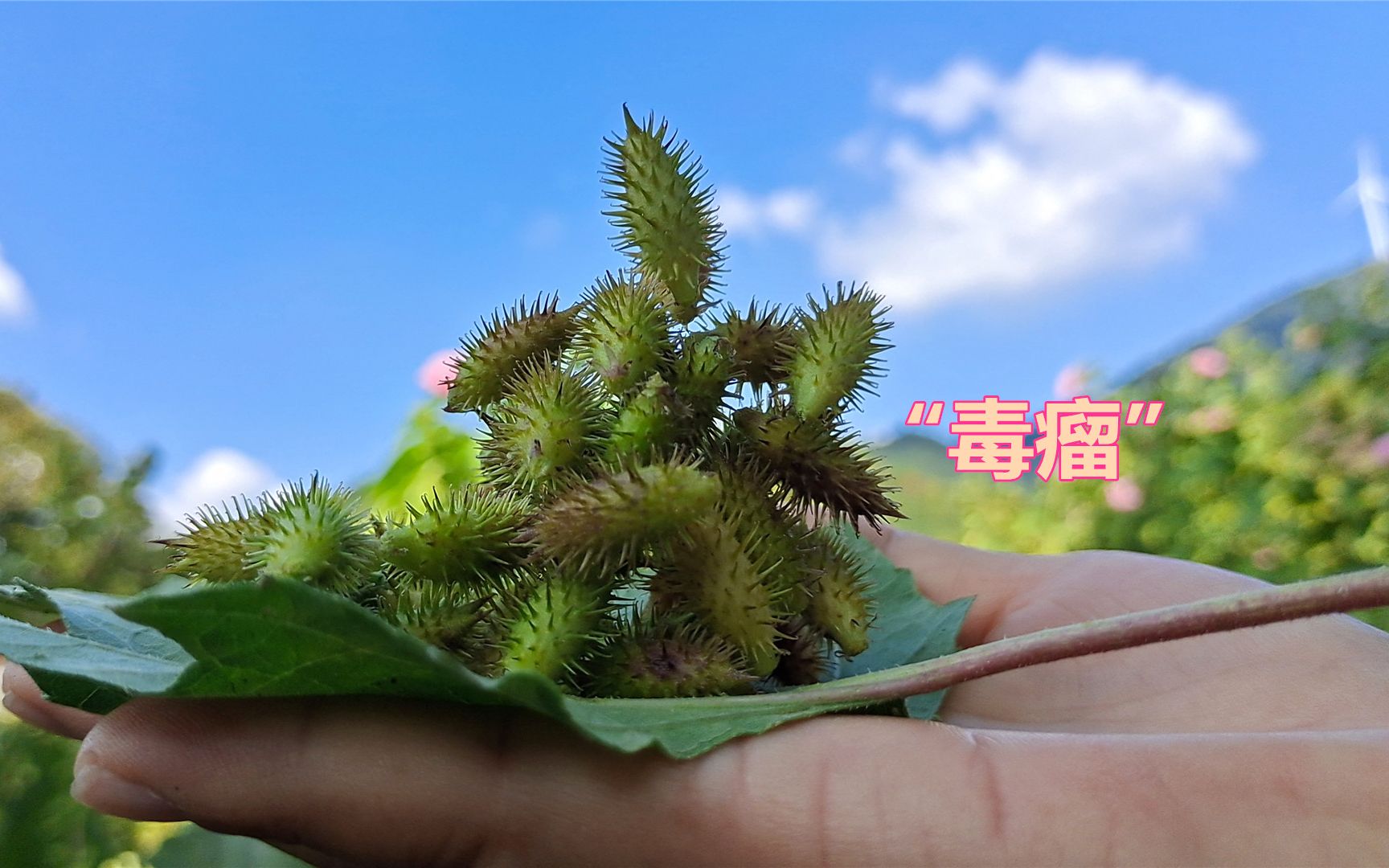 农民把它称为"毒瘤"的苍耳,用来煮水,比去按摩还舒服认识吗__财经头条