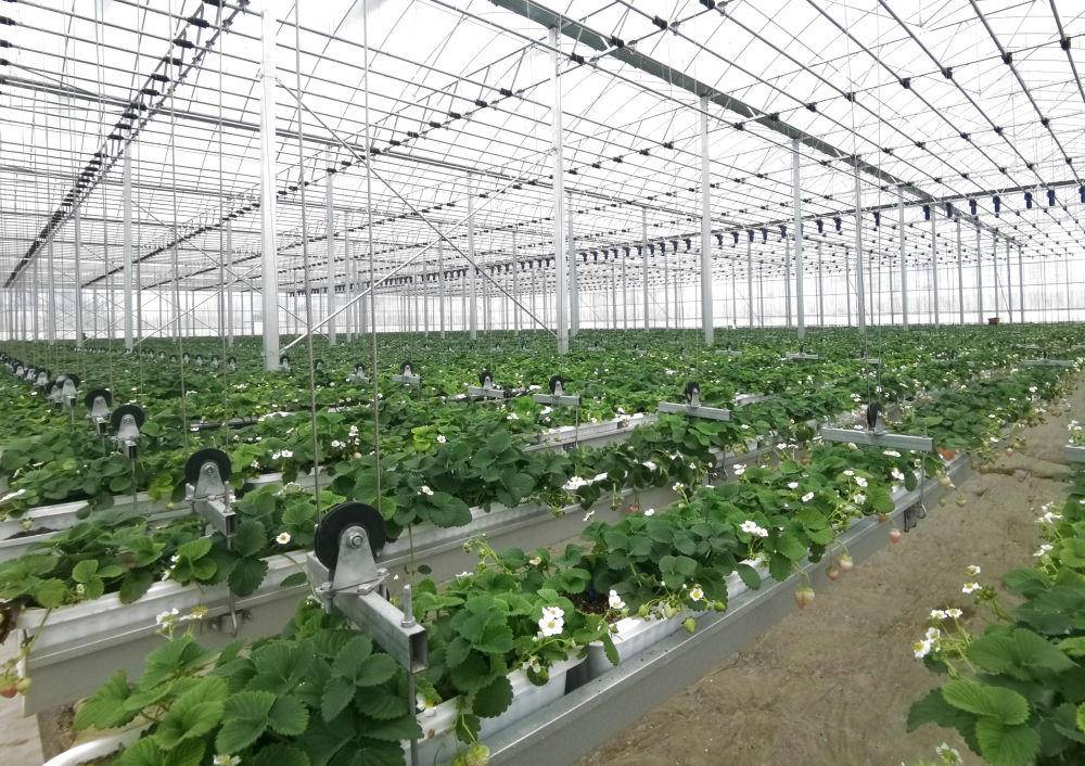 贵州省安顺市西秀区众鑫草莓产业发展有限公司的草莓种植大棚(2023年2