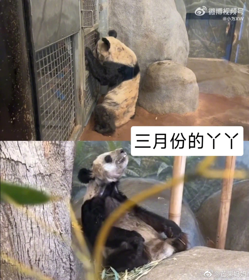 丫丫回国前后的对比图真的看哭了……|熊猫|熊猫丫丫|佟丽娅|全家福|皮肤病_新浪新闻