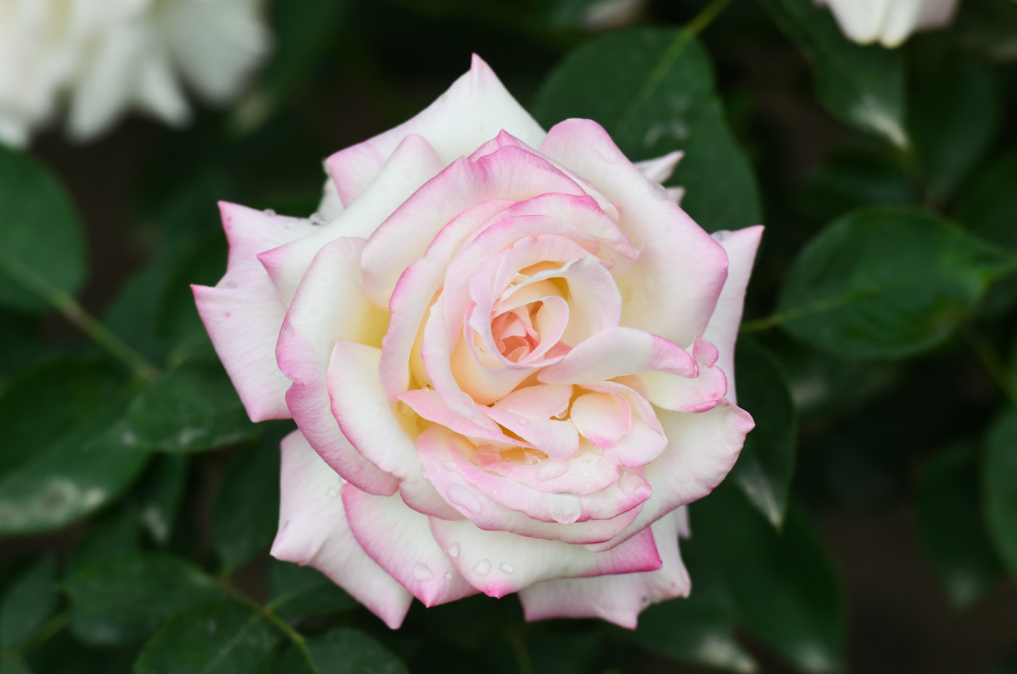 京城一路繁花,串起月季项链_新浪财经_新浪网