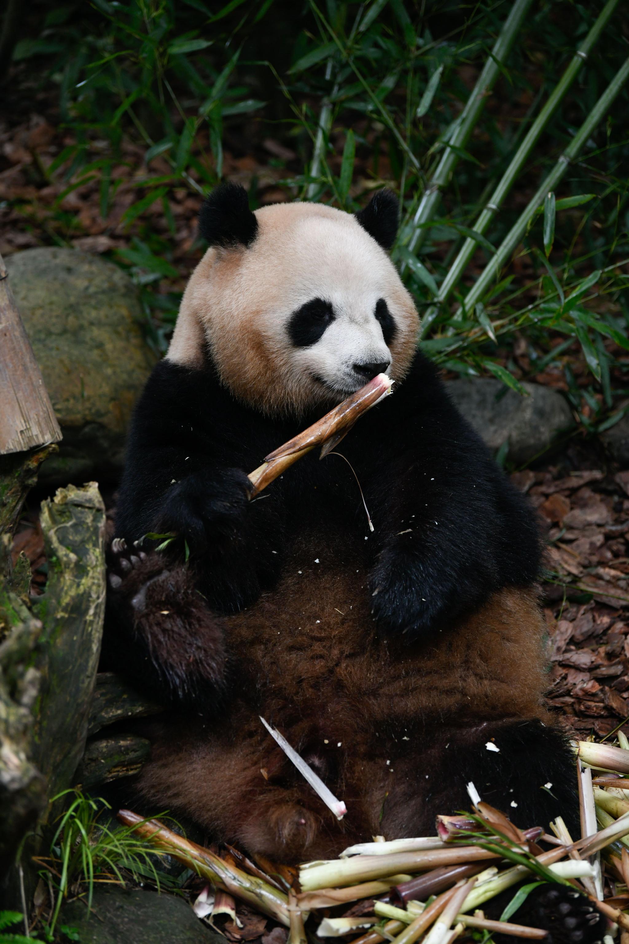 大熊猫梅兰迎来7岁生日