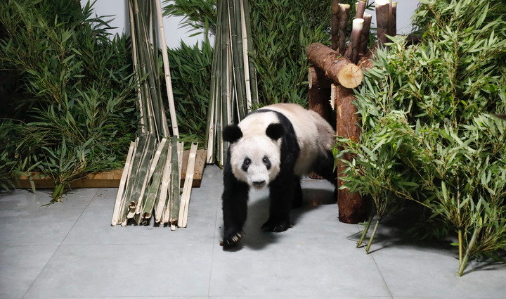 5月29日，大熊猫“丫丫”回到北京动物园。新华社 付卓新 摄