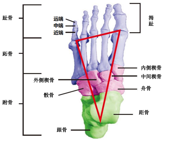 足部解剖示意图.本文作者供图