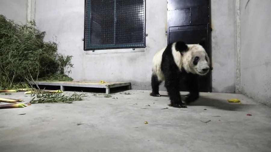 5月27日，大熊猫“丫丫”在上海动物园隔离检疫期间。新华社 付卓新 摄