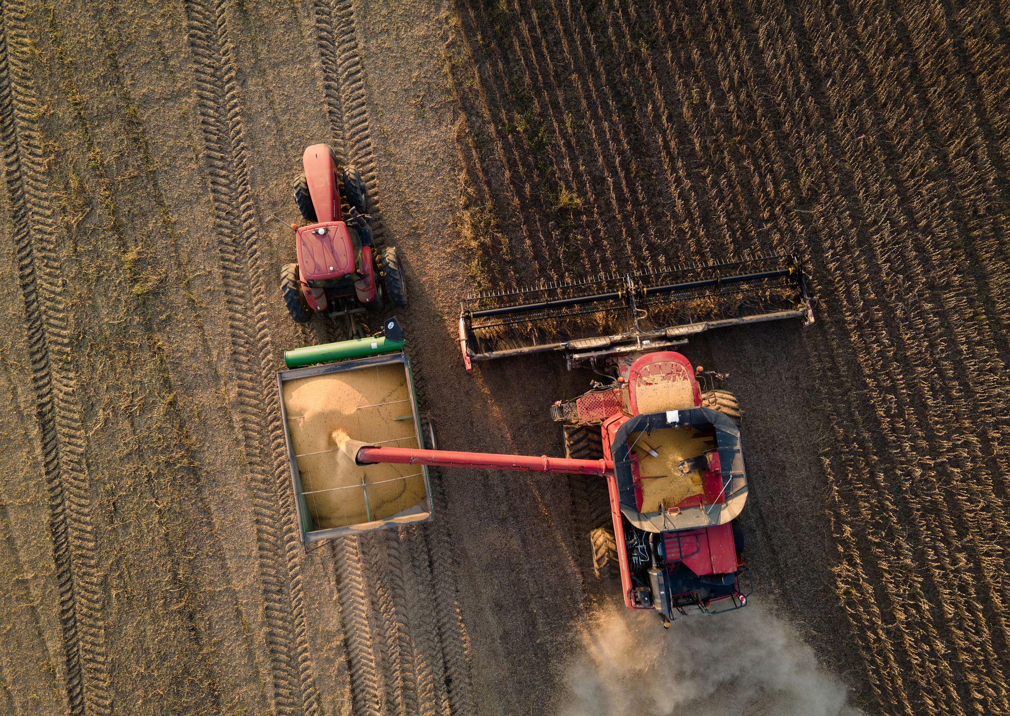 当地时间2021年10月7日，美国密西西比州佩斯，农场收获大豆。