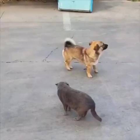 这狗子可以拿影帝了……|狗_新浪新闻