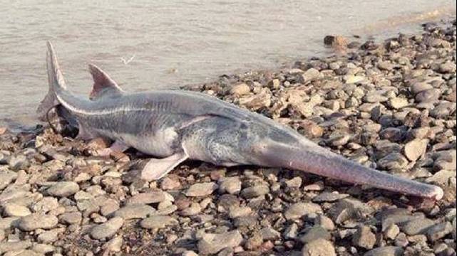 三峡大坝。长江生物多样性保护中心……_新浪新闻