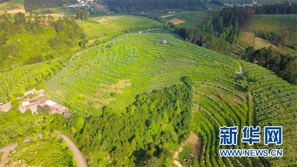 5月29日,无人机航拍的麻江县蓝莓种植基地.新华网发(龙建睿 摄)