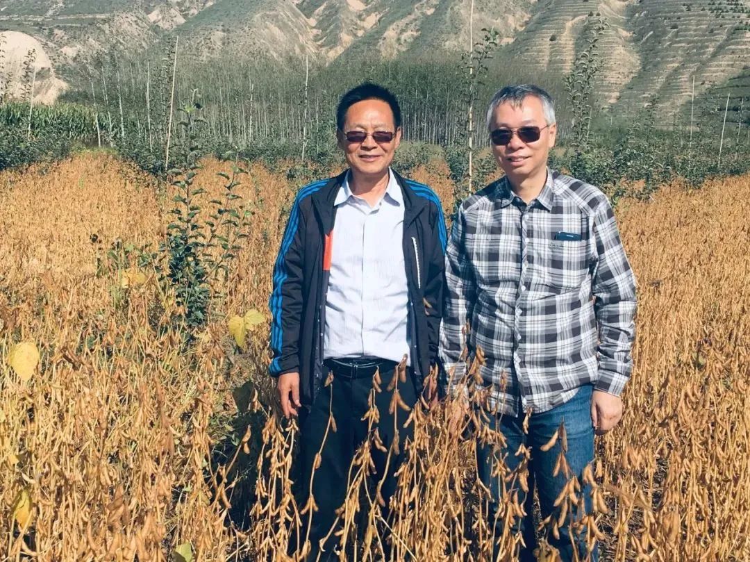 陇黄大豆系列由林汉明与甘肃省农科院张国宏合作研究并自主育成,图为