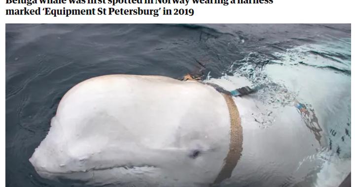 “间谍白鲸”再现北欧海岸？英媒：它曾被怀疑由俄海军训练
