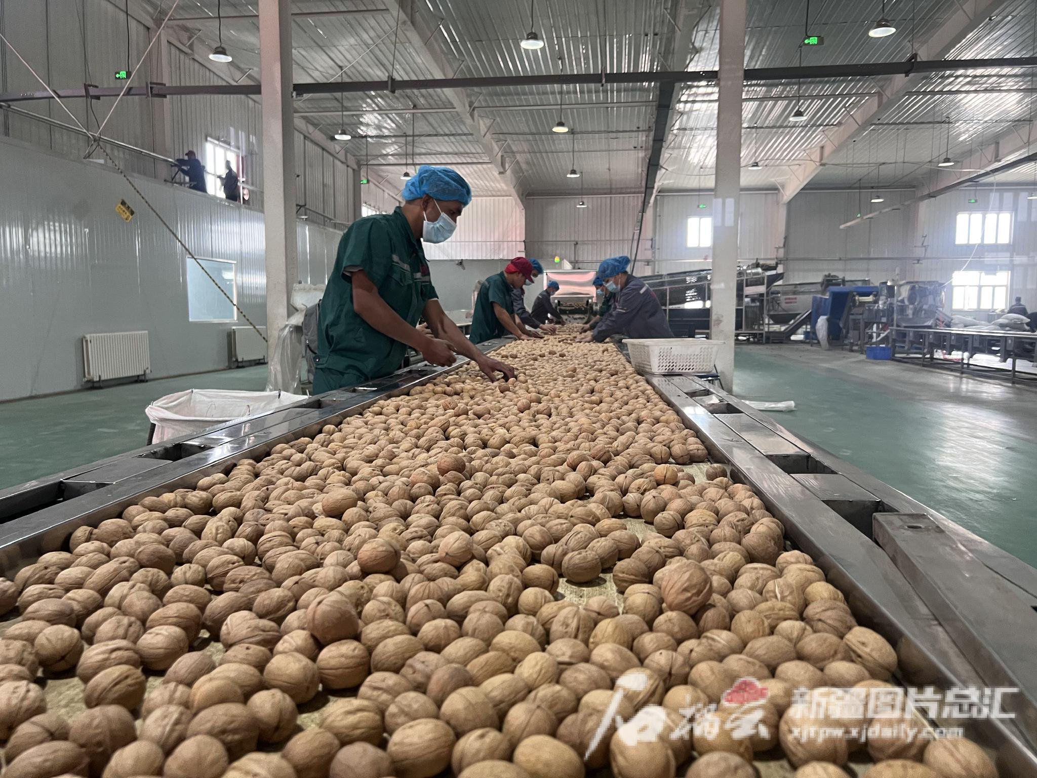 浙疆果业生产车间内,工人在生产线上忙碌.康颢严摄