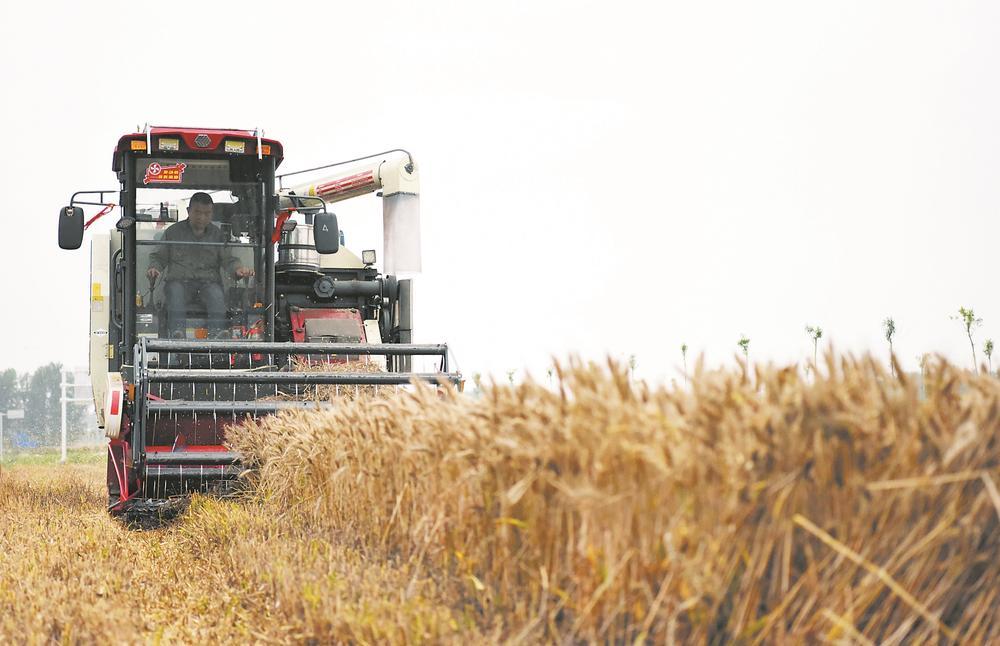 5月30日,在河南省驻马店市正阳县铜钟镇,收割机在抢收小麦