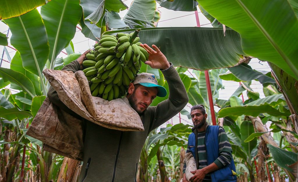 当地时间2023年5月9日，土耳其哈塔伊省阿尔苏兹市，农民们正在收集最后一批此前因地震而尚未收获的作物。