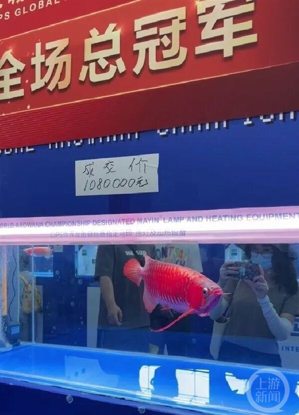 网帖图片显示有人在一张纸条上写下"成交价1080000元"贴在鱼缸上.