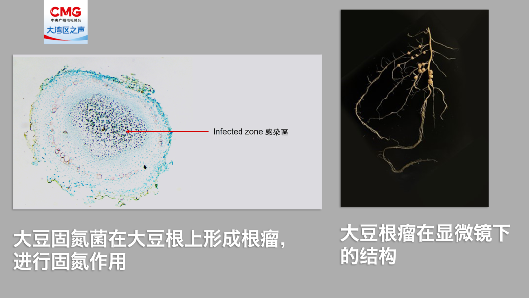 陇黄大豆和大豆根瘤菌相继冲上太空香港首个于太空进行空间搭载实验的