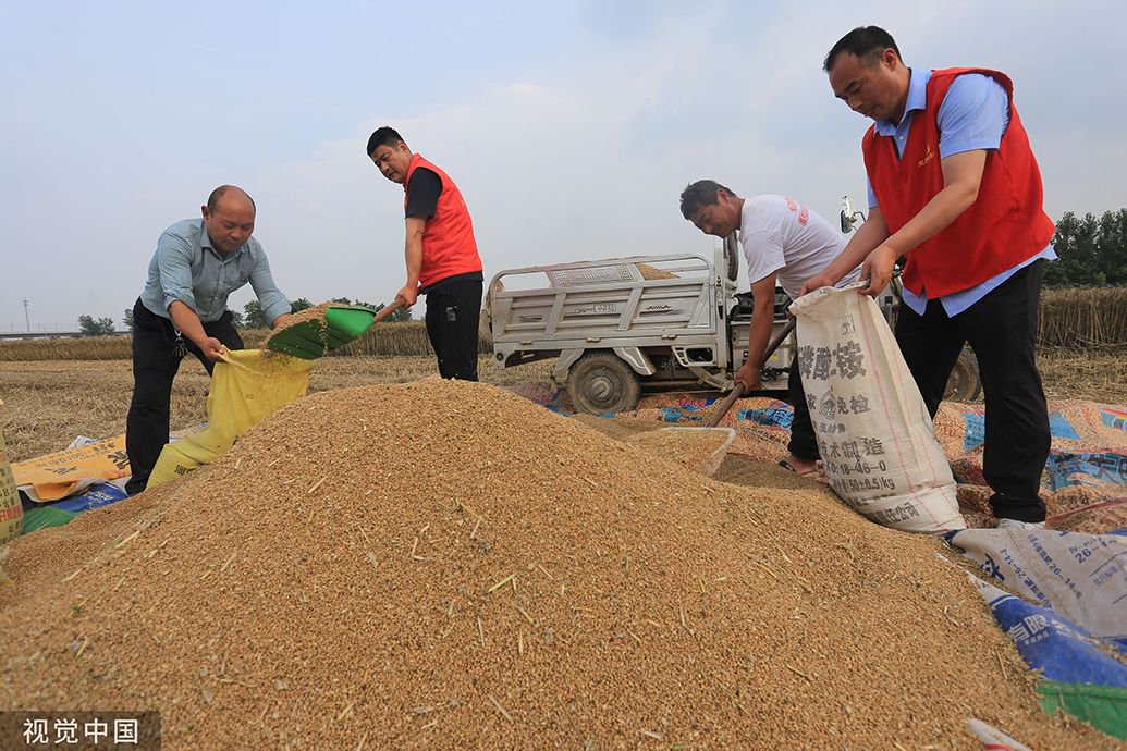 直击|河南雨后抢收小麦,预计6月15日前后麦收基本结束|河南省_新浪财