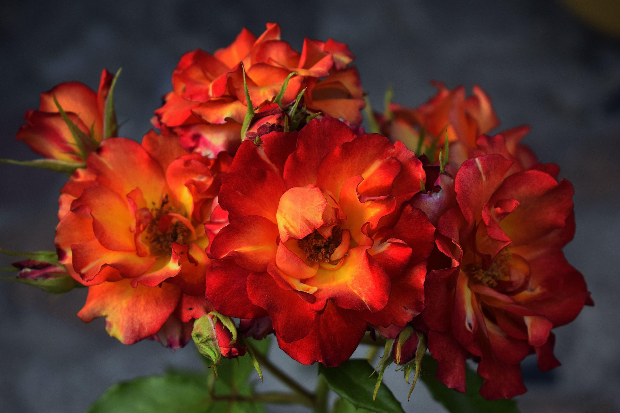 花开中华，花香世界：探秘中国花卉行业的历史、现状和未来|广东_新浪新闻