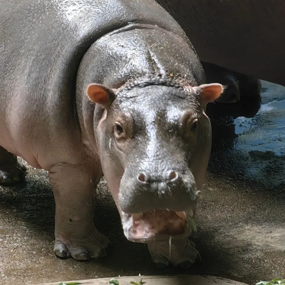北京动物园:河马"福晨"的第一个儿童节_新浪财经_新浪网