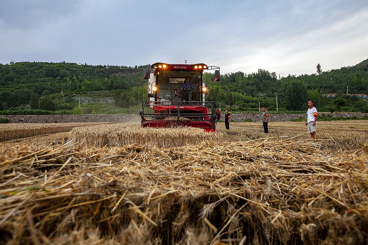 直击|河南雨后抢收小麦,预计6月15日前后麦收基本结束|河南省_新浪财
