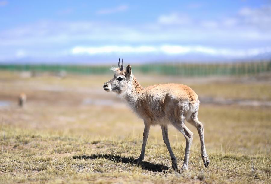 2023年5月31日,索南达杰保护站里的小藏羚羊.