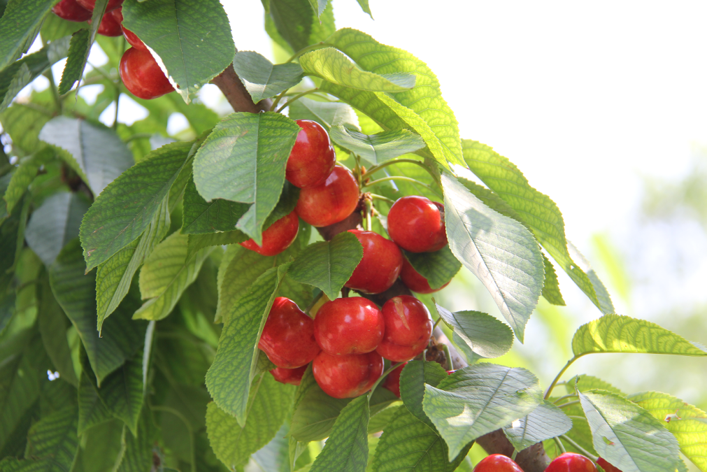 圆润饱满,忍不了啦!|樱桃_新浪财经_新浪网