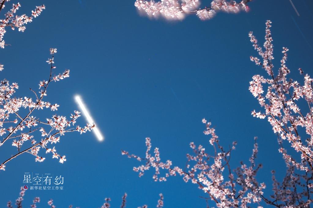 北京市天文摄影爱好者王俊峰2020年3月23日在房山区拍摄的金星掠过桃花绽放的夜空（多张照片叠加）。（本人供图）