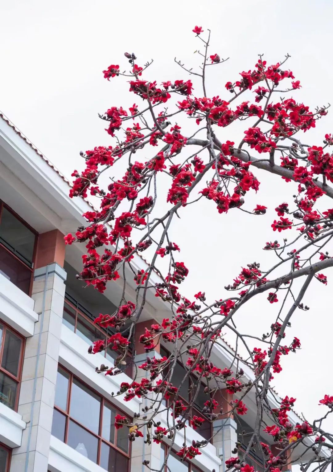 木棉花开.(厦门日报拍客 马志远)