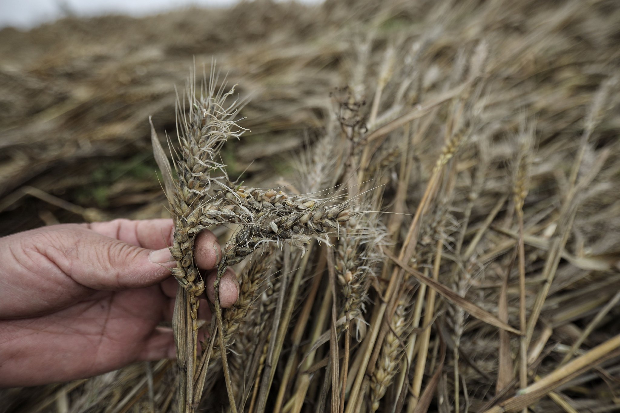 烂场雨后河南小麦抢收战