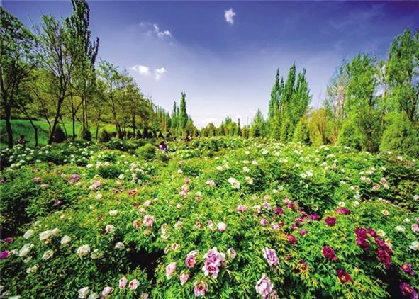 免票入园 中川牡丹园邀请八方宾客共赏牡丹_新浪财经_新浪网