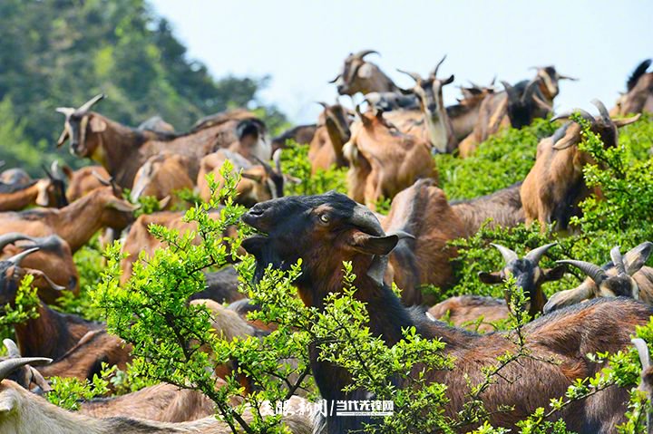 习水黔北麻羊.向忆峰 摄