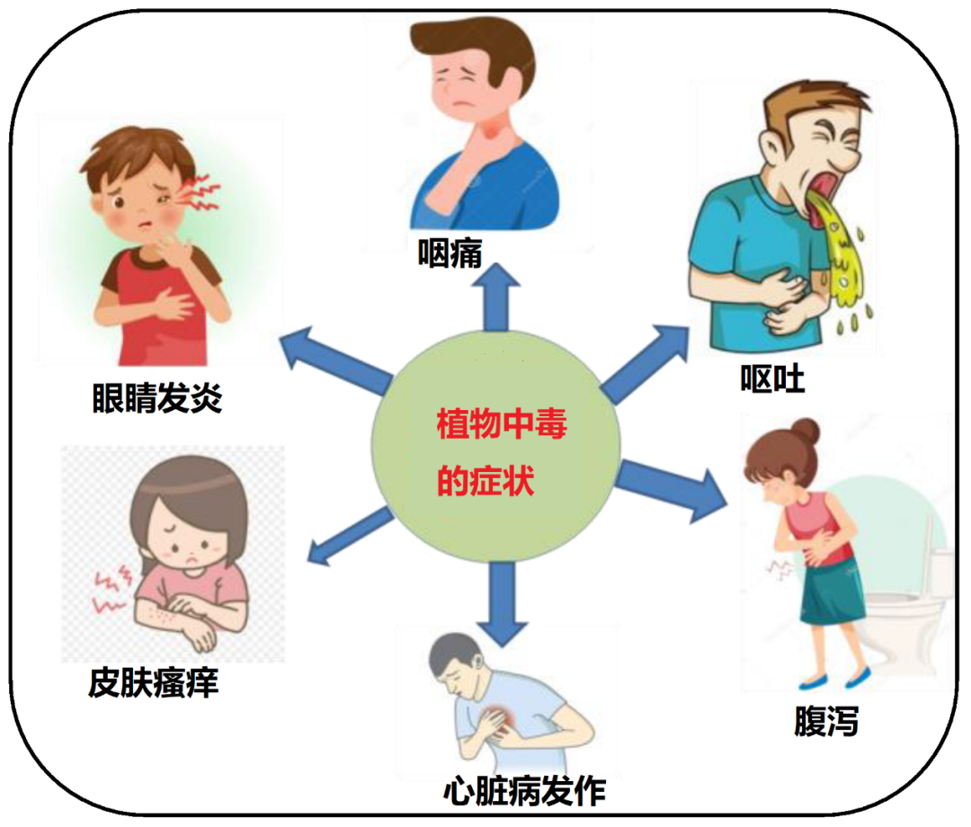 植物中毒的症状(图片改自:参考文献 [4])