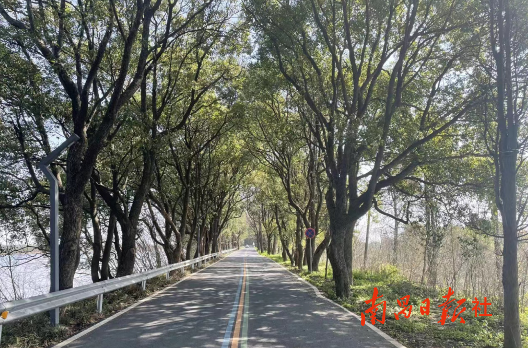 五星十里香樟路