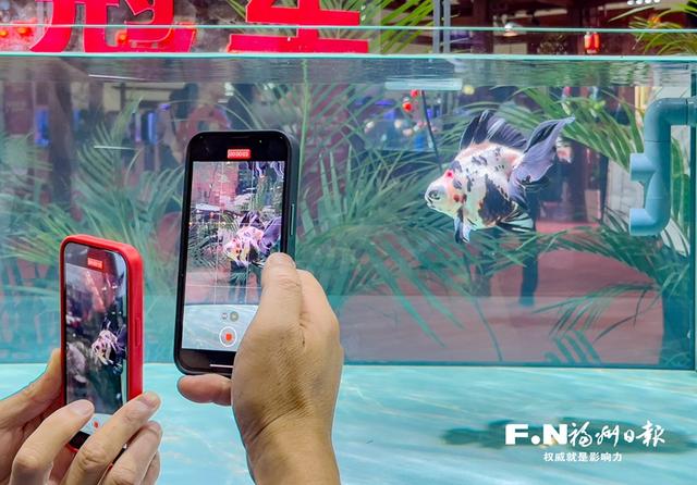 第六届中国(福州)金鱼大赛揭榜 62尾获奖金鱼惊艳渔博会_新浪财经