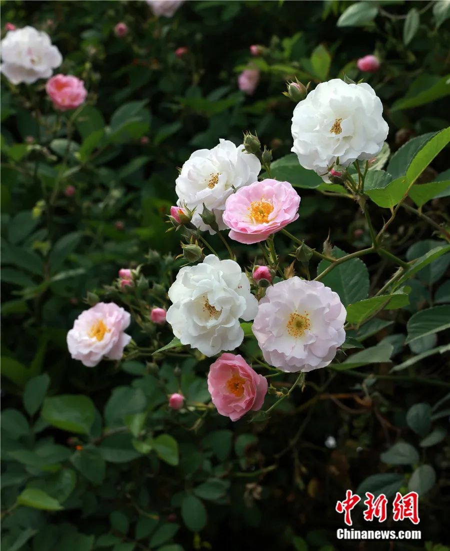 中国古代蔷薇栽培品种无刺粉团蔷薇.受访者供图