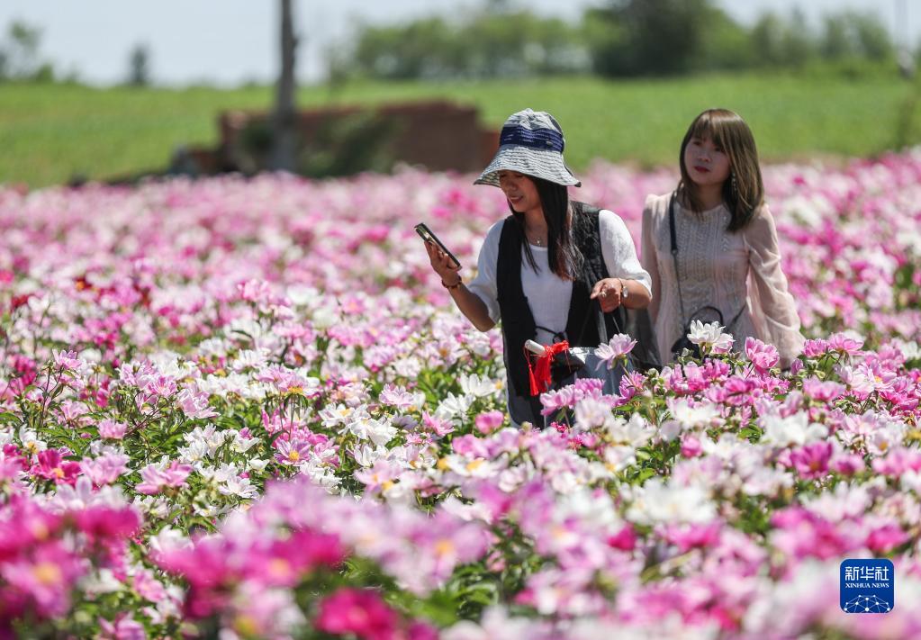 　　6月3日，游客在三家子村中草药种植基地游览。新华社记者 龙雷 摄