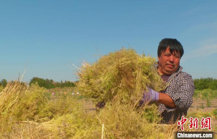 新疆托克逊县千亩孜然迎丰收鼓起农民钱袋子