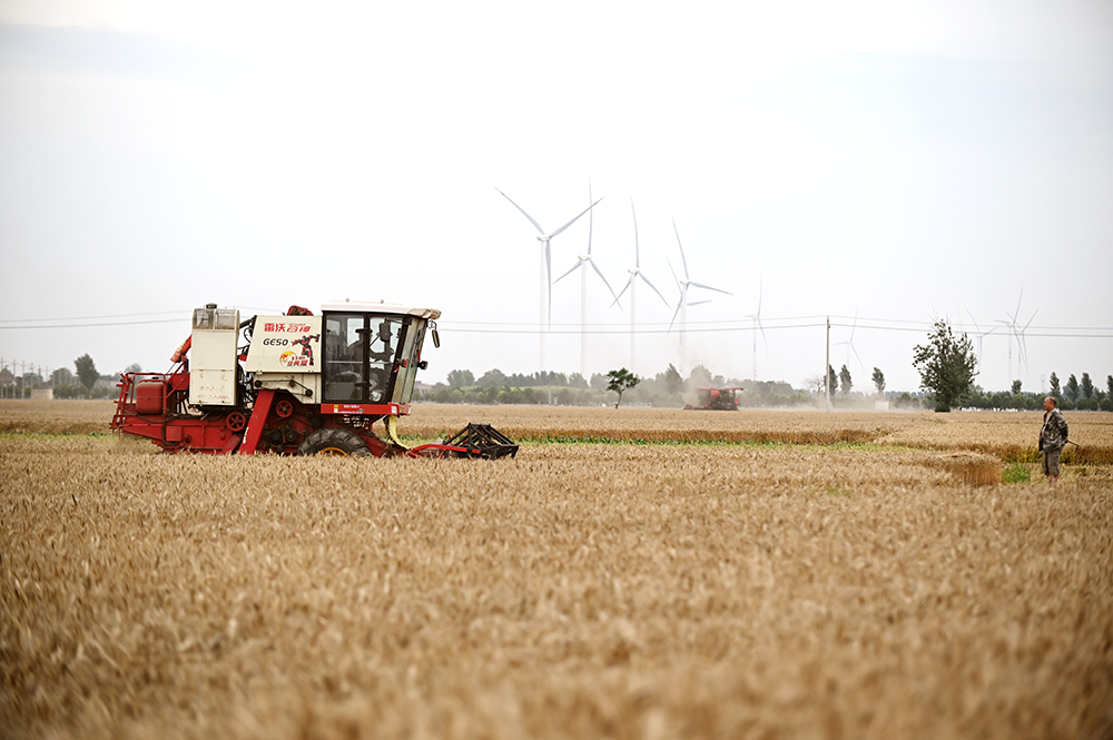6月2日,农民在河南省沁阳市王召乡张庄村田间收割小麦.新华社 图