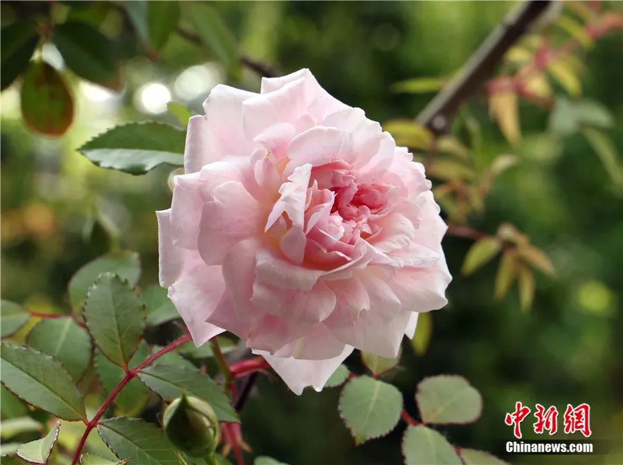 完成了中国古老月季的欧洲本土化,形成了"欧月"等现代月季流行品种