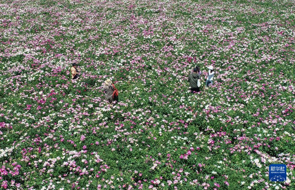 　　6月3日，游客在三家子村中草药种植基地游览（无人机照片）。新华社记者 龙雷 摄