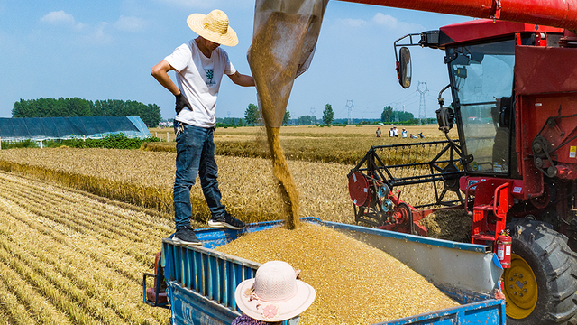"烂场雨"造成小麦受损,河南对于特殊时期的小麦收购工作有哪些安排?