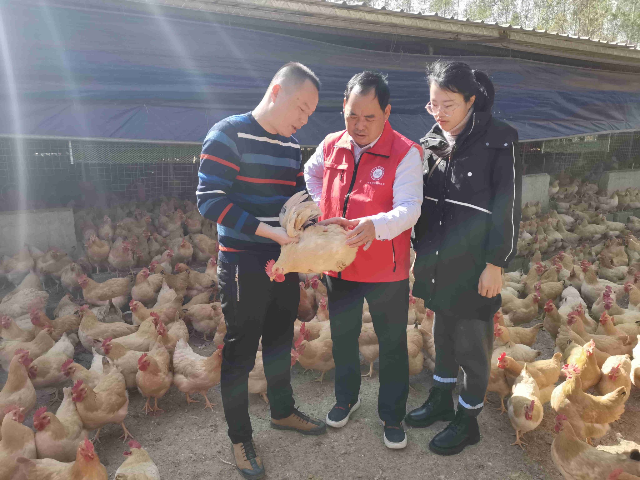 特派员,广西贺州市水产畜牧站高级畜牧师黄俻华在进行养殖技术指导