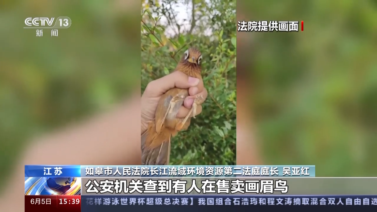 四男子非法猎售1263只画眉鸟,最高获刑五年半|如皋市_新浪财经_新浪网