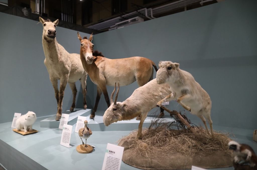 2023年6月5日,北京,国家自然博物馆展出的馆藏珍品级标本.ic 图