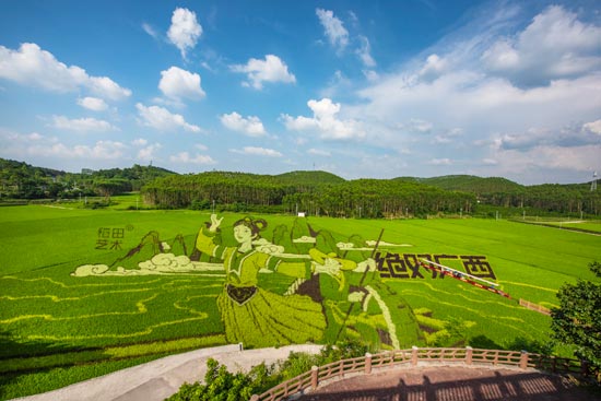 南宁:刘三姐主题稻田画进入观赏期|广西_新浪财经_新浪网