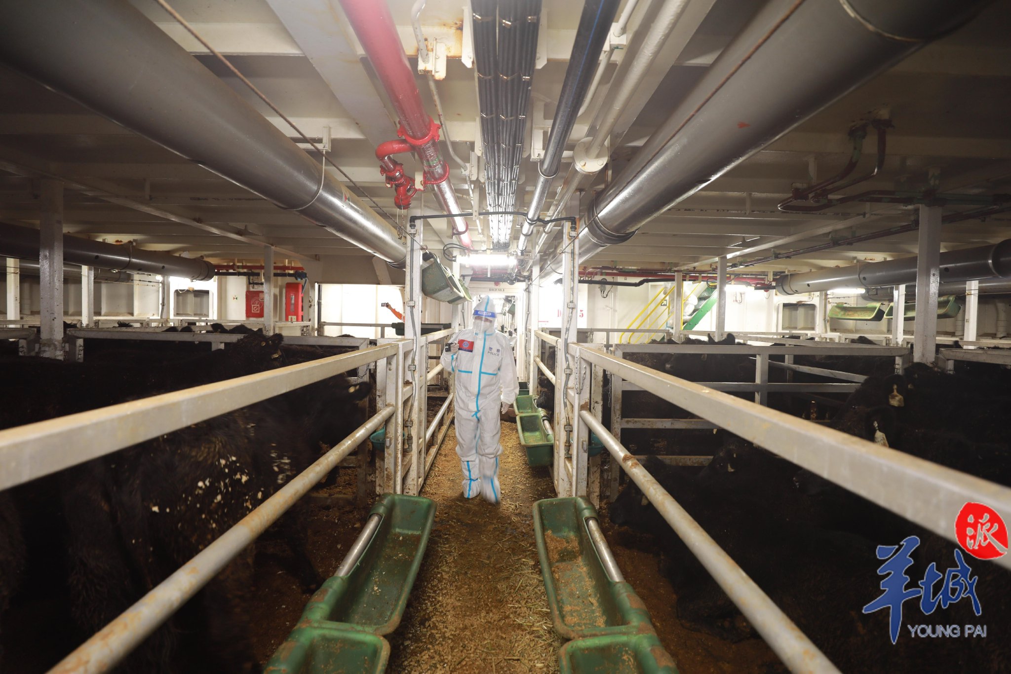 广州南沙边检真牛！3000余头种牛通关“零待时”|广州市|南沙_新浪新闻