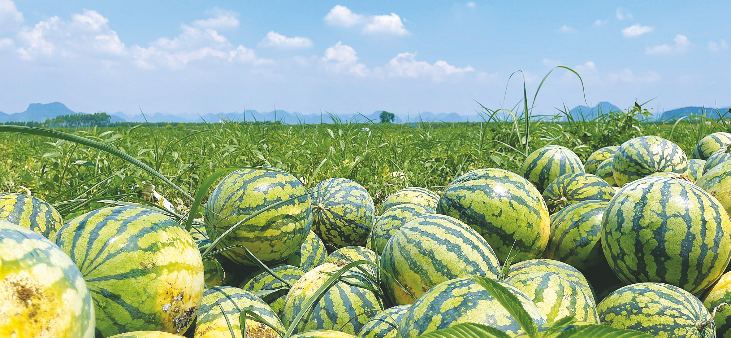 &nbsp;&nbsp;&nbsp;&nbsp;金陵镇业仁村西瓜丰收,甜蜜上市.