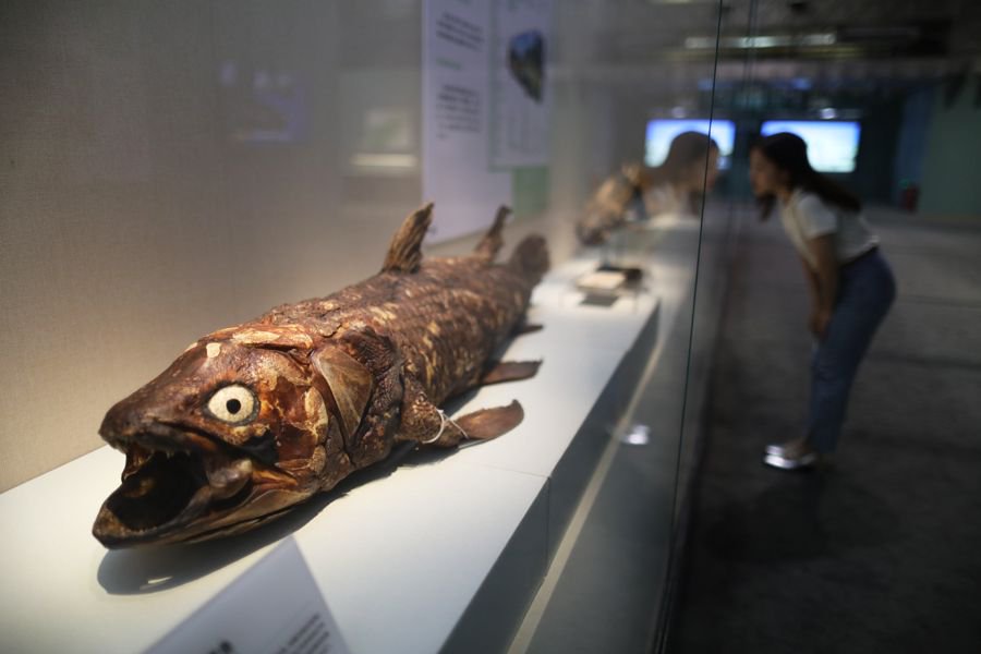 2023年6月5日,北京,国家自然博物馆展出的馆藏珍品级标本.新华社 图