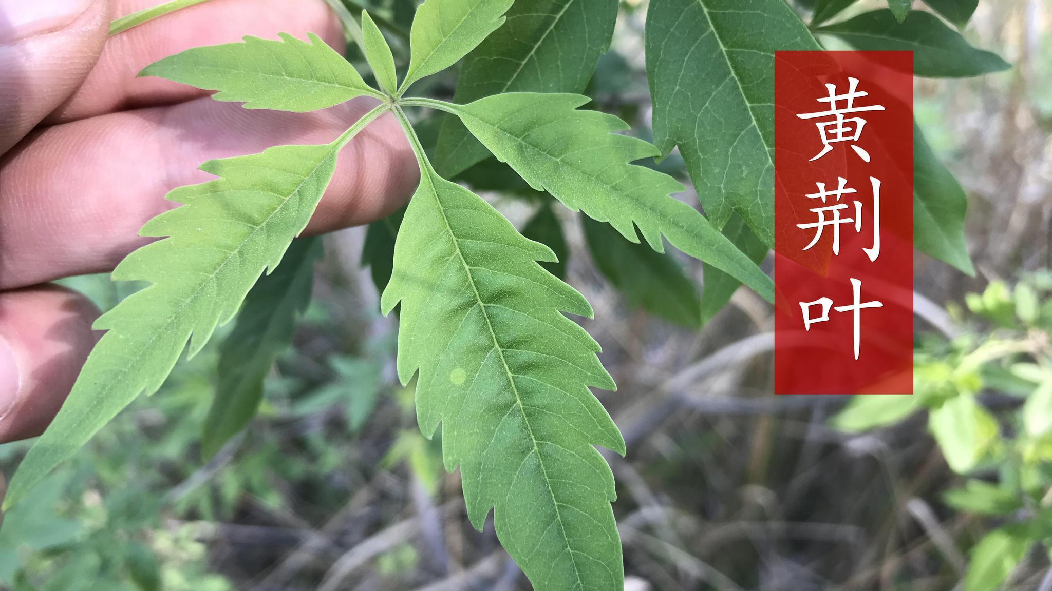 随处可见的黄荆树叶子在生活中有4大妙用解决很多人的烦恼